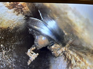 Sewer camera view of tree roots inside a pipe